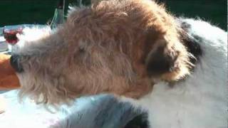 Ben Fox Terrier in France 2010  Main Movie [upl. by Marcella273]