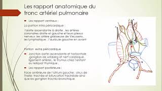 7  Aorte et Artère pulmonaire 11 [upl. by Suoivatram]