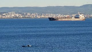 Dolphin Pod in Marmara Sea sealife fish fishing [upl. by Uzzial]