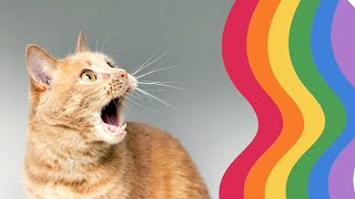 Wie Katzen die Welt sehen Ihr Sehvermögen verstehen [upl. by Allemahs]