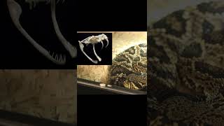 Eastern Diamondback Rattlesnake Overview Pt 3 [upl. by Nosrak]