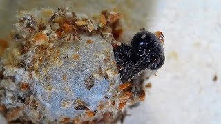 Parasitoid Wasp emerging from a Lacewing debriscarrying cocoon [upl. by Ayik942]