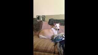 Whippet Reverse Sneezing [upl. by End]