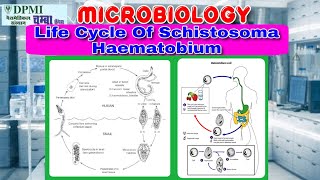 Life Cycle Of Schistosoma Haematobium [upl. by Esinet]