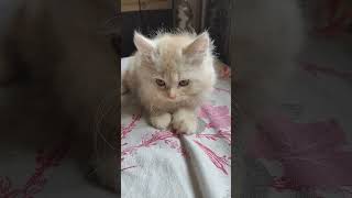 Cat Pixie Cat Mummy se daant Khane ke baad 😂 cuteanimal cats catlover cutecat funny catshorts [upl. by Mloclam9]