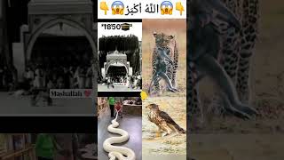 Mashallah ya rahman 😱😱 viralshort islamicstatus funny allhu youtubeshorts animals [upl. by Starobin]