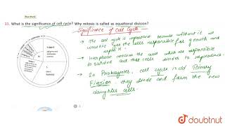 What is the significance of cell cycle Why mitosis is called as equational division [upl. by Dlanor50]