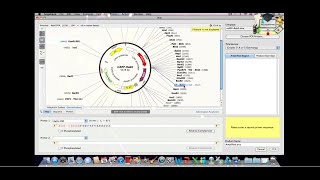 Class4 Primers PCR and Mutagenesis  SnapGene [upl. by Kelleher]