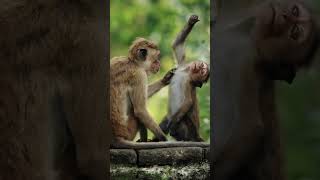 Thou Must Follow Rule monkey primates macaques [upl. by Toh]