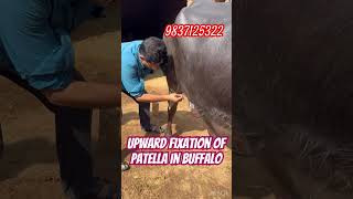 Upward fixation of patella in buffalo l dr Umar khan [upl. by Gallenz774]