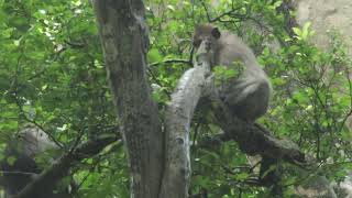 Jade and Jinx Climb sit on Snay Tree after Mak Chasing Top Down on Oct172024USao1210 Ambers [upl. by Vinny]