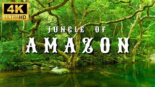 4K Amazon Rainforest Wildlife  Discover the Creatures That Inhabit the Jungle [upl. by Yendis]