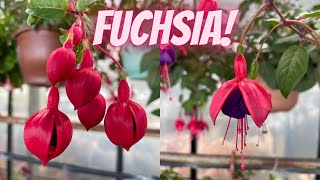 Fuchsia Plant Care How to Plant Grow and Care for Fuchsias [upl. by Ayita]