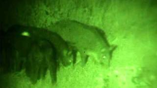 NightHogscom night vision wild boar hog hunting [upl. by Lisha]