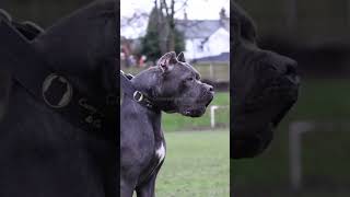 Cane Corso  Mastín Italiano canecorso canecorsoitaliano mastinitaliano [upl. by Ainitsirhc]