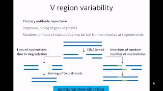 Antibody structure and function [upl. by Uke98]