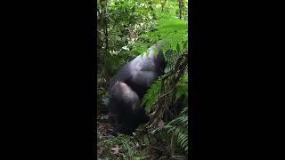 Wild Silverback Gorilla mating [upl. by Nedle219]