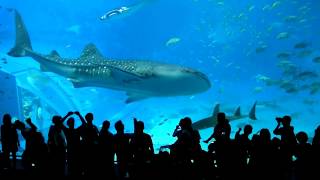 沖縄美ら海水族館 「黒潮の海」 Kuroshio Sea  Okinawa Churaumi Aquarium [upl. by Breban]