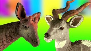 Amazing Wild Animals ANTELOPE Toy Collection  Oryx Nyala Okapi Kudu [upl. by Oisorbma562]