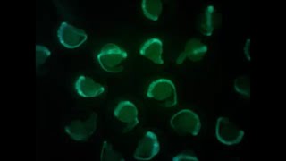 Zebrafish embryos at 1 day post fertilization [upl. by Yruy]