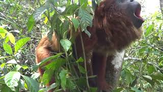 Red Howler Monkey Howls to Mark His Territory  988144 [upl. by Lalo637]