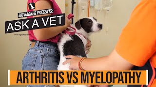 Arthritis vs Degenerative Myelopathy  Ask a Vet [upl. by Fadiman]