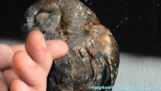 Sweet Scops owl Otus scops [upl. by Wengert274]