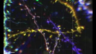 Closeup views of dendrites and dendritic spines visualized with Tetbow [upl. by France]