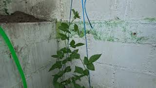 Kiowa blackberry thorny bush ready to grow and fruit [upl. by Eninej]