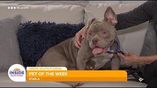 Pet of the Week Meet Starla from the Humane Society of Broward County [upl. by Ynetruoc]