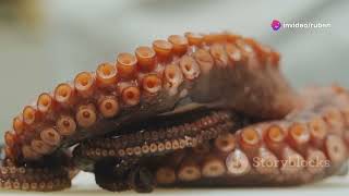 invideo ai 1080 Discovering the Secrets of the Octopus 2024 09 03 [upl. by Enneyehs]