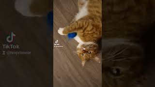 Why Catnip Makes Cats Crazy [upl. by Nashoma]