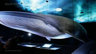 OZEANEUM Stralsund [upl. by Yendyc]