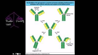 Immunology Isotypes of antibodies [upl. by Cynde]