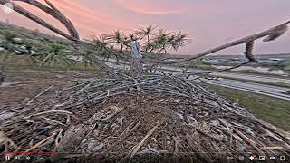 SWFL Eagles 🦅 51724 2 All Three Cam View [upl. by Nothgierc]