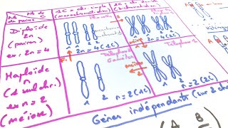 eSVT Les bases de génétique  haploïde diploïde chromosomes gènes [upl. by Ahsoem492]