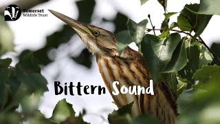 Bittern Sound [upl. by Yrian]