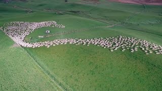 Mesmerising Mass Sheep Herding [upl. by Shotton]