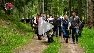 La transhumance une tradition familiale alsacienne [upl. by Eiroc]