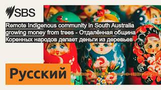 Remote Indigenous community in South Australia growing money from trees  Отдалённая община [upl. by Vida336]