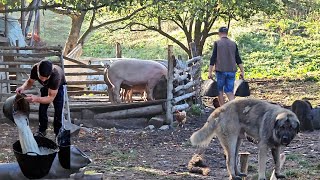 BACIUL RADU SIA GASIT LINISTEA IN MUNCA LA STANAPREPARA BRANZA SI URDA CU MARE PLACERE [upl. by Enirok]