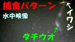 【水中映像】太刀魚の捕食パターン（実は目が良い！？） [upl. by Nylitak]