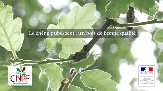 Le chêne pubescent  un bois de bonne qualité [upl. by Padegs442]