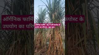 Organic farming very exciting results of using vermicompost in sugar cane [upl. by Noda]