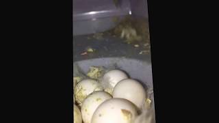 breeding parrotlets first time [upl. by Alverson129]