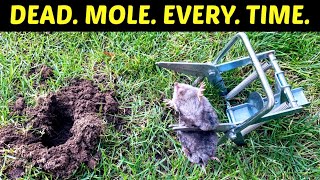 How To Kill Moles Effective Lethal Results Use A Scissor Trap To Get Rid Of Moles In Your Yard [upl. by Goldsmith]