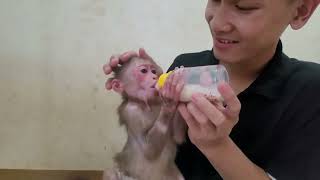 Exploited Pet Monkey Elly Part 3 [upl. by Durrell586]