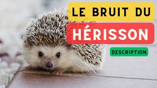 Cri du hérisson et description 🦔 Cri hérisson bruit de hérisson la nuit 🦔 [upl. by Harle340]