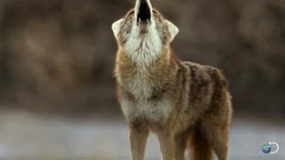 Filming Death Valley Coyotes  North America [upl. by Rehpotsirhk]