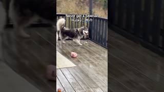 The real life adventures of Siberian Husky pawrenting 🐺😫🤷🏻‍♂️ siberianderpskies husky dogdad [upl. by Ajin]